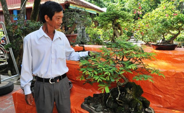 Ông Lợi cũng như các thành viên còn biến những cây ăn trái quen thuộc quanh nhà, như: cây me, cây ổi, cây mận... thành những cây kiểng bonsai độc đáo.