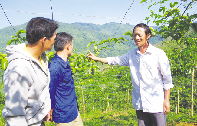 Và Bá Ca (bên phải) hướng dẫn thanh niên trong bản chăm sóc cây chanh leo.