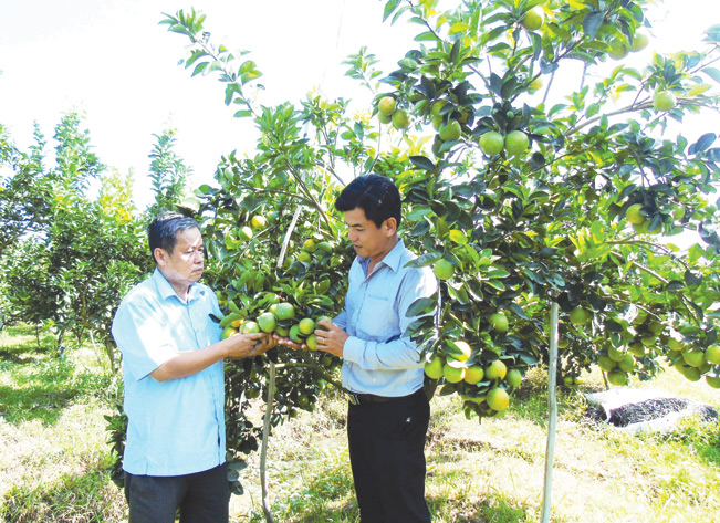 Thăm mô hình tưới tiết kiệm tại HTX Thạnh Thắng, xã Hoả Tiến, TP.Vị Thanh, Hậu Giang).