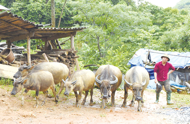 Người dân thôn Nà Ngoa, xã Thượng Giáp (Na Hang, Tuyên Quang) chăn nuôi đại gia súc mang lại hiệu quả kinh tế cao. baotuyenquang