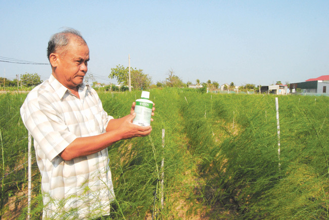 Nông dân xã An Hải, huyện Ninh Phước trồng măng tây xanh ứng dụng công nghệ cao.
