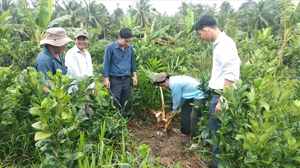 Nhiều người đến vườn dừa của ông Năm Nhỏ xem nhưng vẫn chưa ai biết do con vật gì gây ra. Ảnh: Hữu Hồng