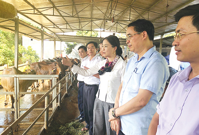Đoàn công tác của Trung tâm Khuyến nông quốc gia thăm các mô hình chăn nuôi trâu, bò nhốt chuồng vỗ béo tại các xã Trung Hòa, Vinh Quang (Chiêm Hoá).