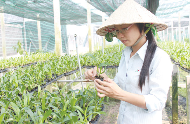 Từ những lớp học đào tạo nghề, nhiều nông dân trồng lan ở TP.HCM đã nắm bắt được kỹ thuật mới, giúp vườn lan cho hoa chất lượng hơn với chi phí giá thành thấp hơn.