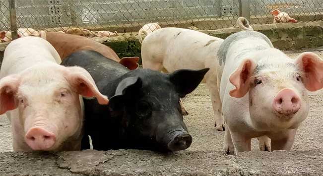 Lợn nuôi tại Nguyên Khôi Farm.