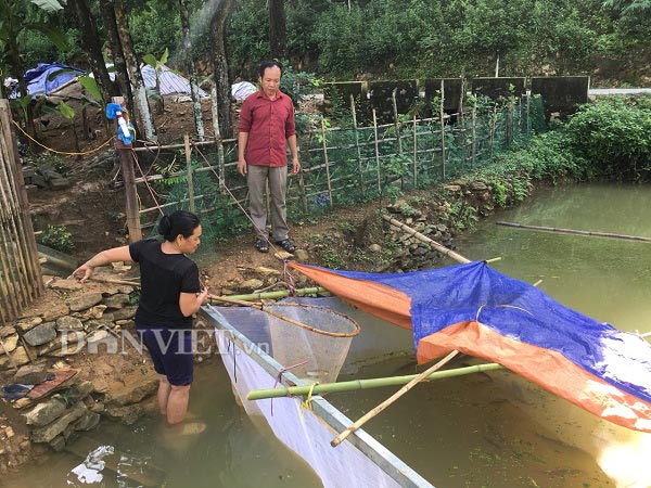 Ông Lường Văn An, Chủ tịch Hội Nông dân xã Vạn Mai đang trao đổi kỹ thuật chăm sóc cá dầm xanh với bà Sàng.