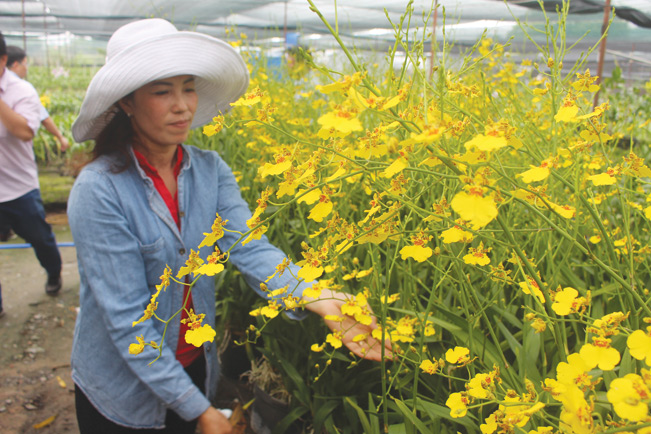 Chị Nguyễn Thị Hạ làm giàu bên vườn lan từ nguồn vốn vay ưu đãi của Agribank.