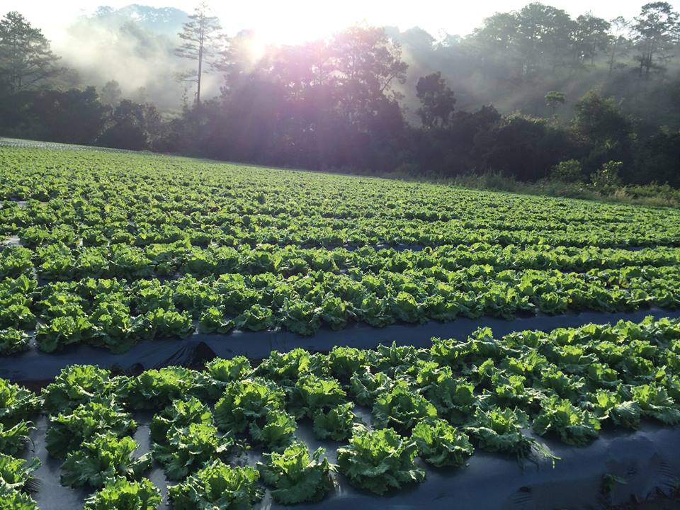 Rau xanh những ngày này ở Đà Lạt được các nhà vườn tranh thủ thu hoạch sau mưa lũ.
