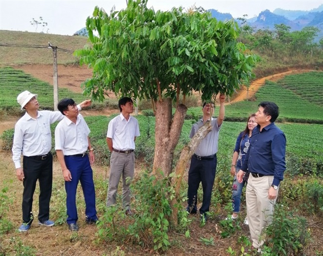 TS Lê Quốc Thanh, Phó Giám đốc Viện Khoa học Nông nghiệp Việt Nam (nay là GĐ Trung tâm KNQG) cùng lãnh đạo Trung tâm KN Yên Bái kiểm tra mô hình ghép cải tạo nhãn (cây ghép năm 2018).