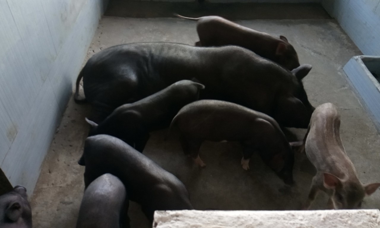 Sau 2 tháng, trang trại lợn này vẫn sống sót, thoát khỏi dịch tả lợn châu Phi.
