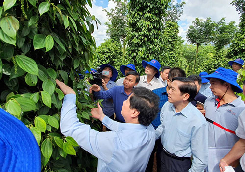 “giai cuu” ho tieu khoi canh bi dat: khoanh no, san xuat ben vung hinh anh 1