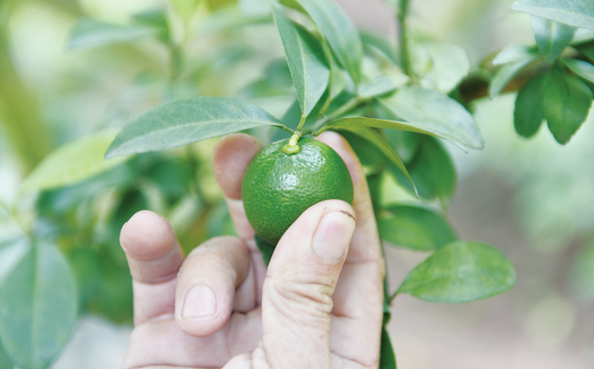 Quả chanh vàng trong vườn của anh Hà.