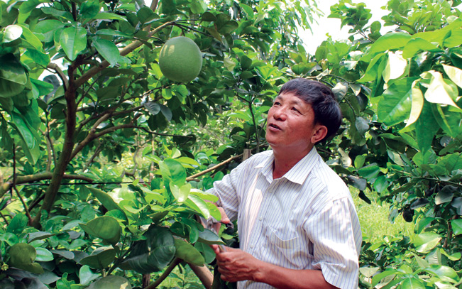 Trên nông trường Phạm Văn Hai quanh năm nhiễm phèn giờ đây phủ đầy dần bằng màu xanh của rau sạch, trái ngon đang vươn mình lên mạnh mẽ. Huyện Bình Chánh đang phấn đấu đến cuối năm 2019 sẽ có 14/14 xã đạt đủ 19 tiêu chí NTM.