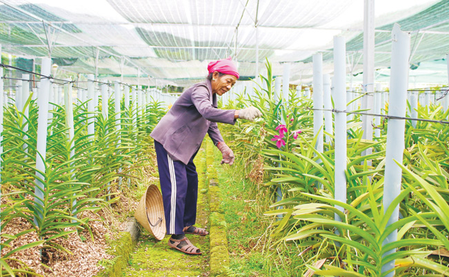 Bình quân mỗi tháng gia đình ông Nguyễn Văn Thạnh đút túi 17-20 triệu đồng từ trồng hoa lan Mokara. Diệu Bình