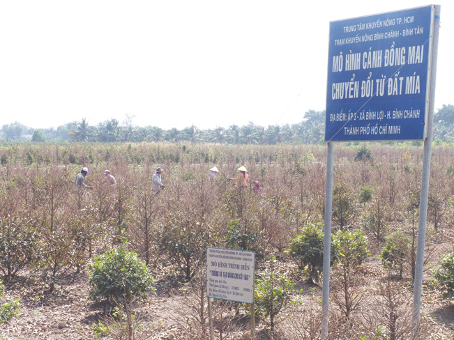 Trồng mai vàng đang giúp nông dân xã Bình Lợi nâng cao thu nhập nhanh chóng.