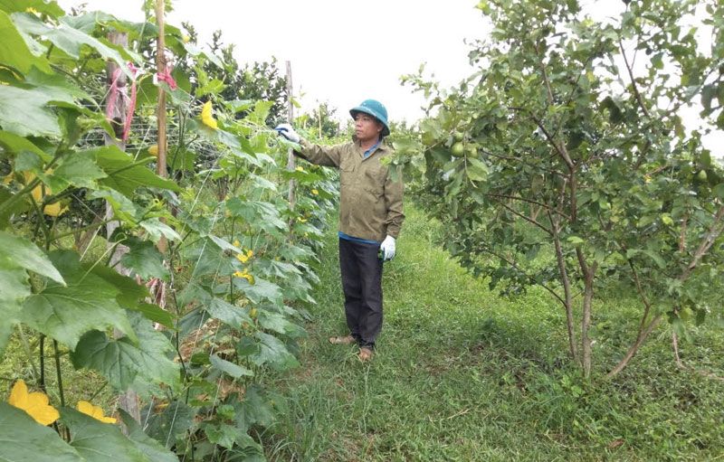 Từ những nguồn vốn hỗ trợ của các cấp Hội, hội viên nông dân xóm Rò, xã Phú Lai (Yên Thủy) tích cực phát triển sản xuất, nâng cao thu nhập.