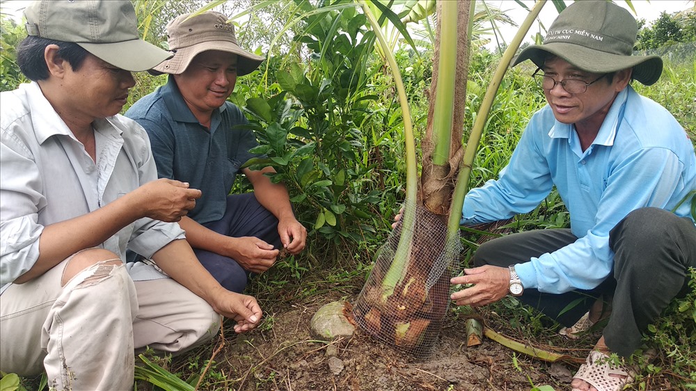 Ông Năm Nhỏ phải mua lưới sắt về bao lại nhằm bảo vệ gốc dừa. Ảnh: Hữu Hồng