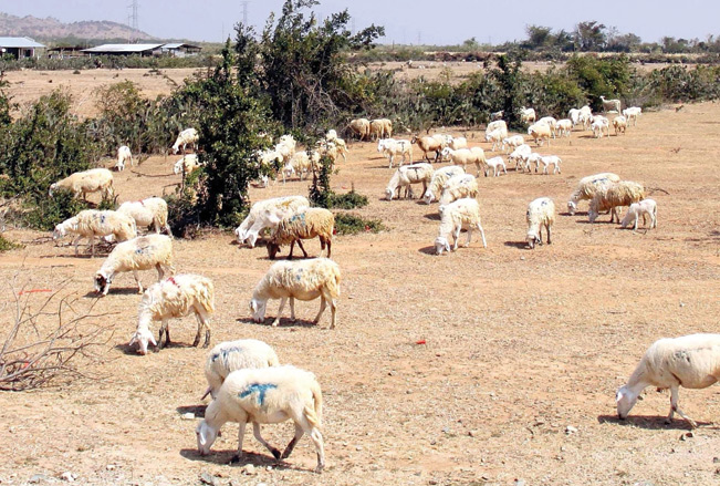 Nhiều nông dân vay vốn mở rộng quy mô đàn cừu.