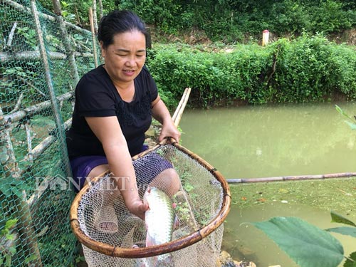 Bà Khà Thị Sàng, xóm Nghẹ là 1 trong những hộ tiên phong trong nuôi cá dầm xanh quý hiếm ở xã Vạn Mai, huyện Mai Châu, tỉnh Hòa Bình.