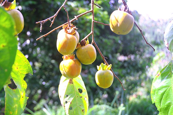 Hồng vành khuyên xứ Lạng mất mùa, thương lái lùng mua giá cao - Ảnh 1.