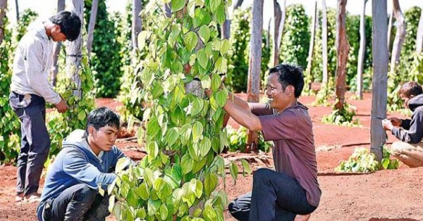 "Vương quốc hồ tiêu" Gia Lai: 9/10 người mắc nợ, tán gia bại sản