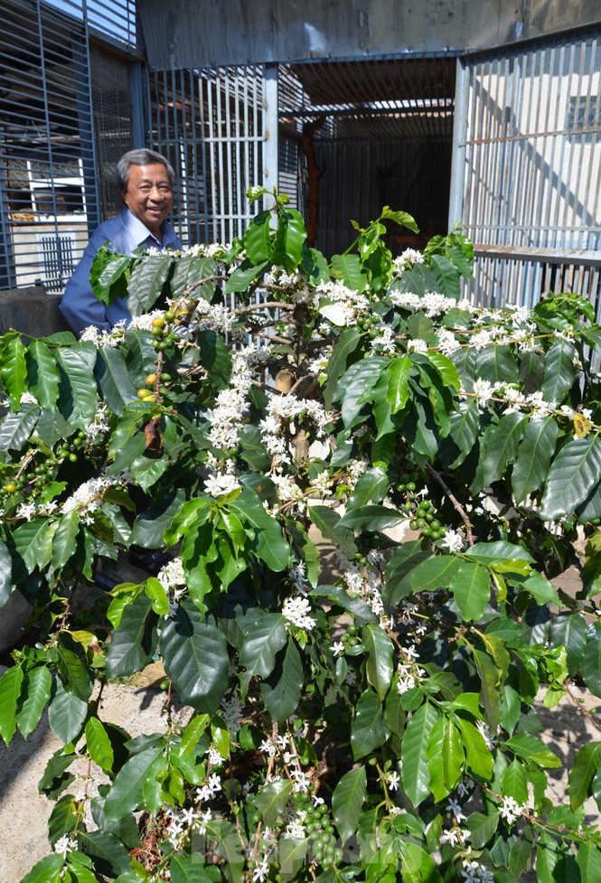 Ngay trước trang trại có khoảnh vườn cà phê Arabica nở hoa thơm ngát.