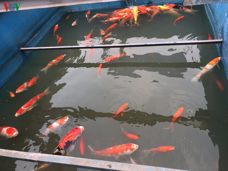 Cá Koi bơi khỏe mạnh sau khi được thả xuống khu vực thí nghiệm trên sông Tô Lịch.