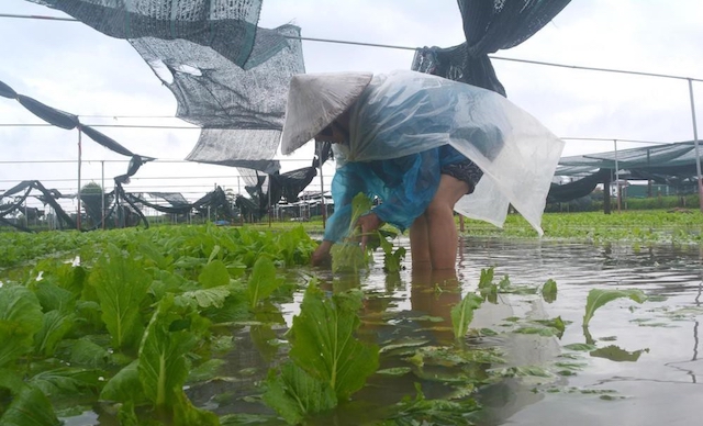 nghe an: mua gio khien nha mang rach te tua, gia rau tang vu vu hinh anh 1