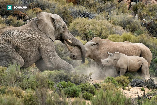 Voi tấn công tê giác. Ảnh: Rhino Africa Blog