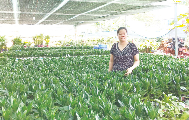 Mô hình trồng búp sen phát tài của chị Nguyễn Thị Hạnh Lợi (Xuân Thới Đông, Hóc Môn).
