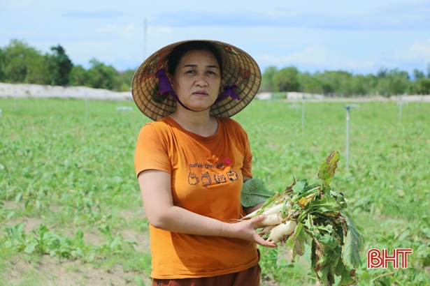 Chị Trần Thị Việt Hà bên vườn rau hơn 10 ha bị dập nát, hư hỏng.
