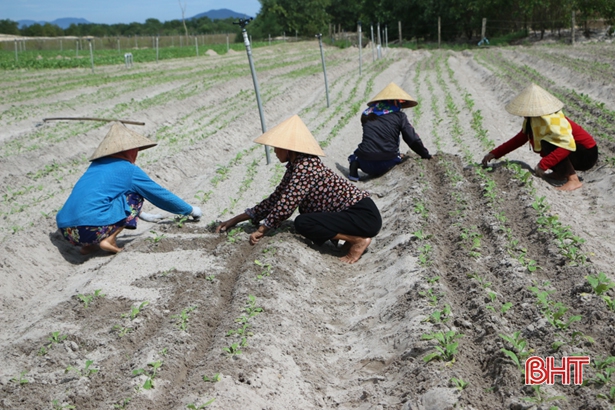 Người dân xã Cẩm Hoà từng bước nỗ lực “hồi sinh” vựa rau trọng điểm.