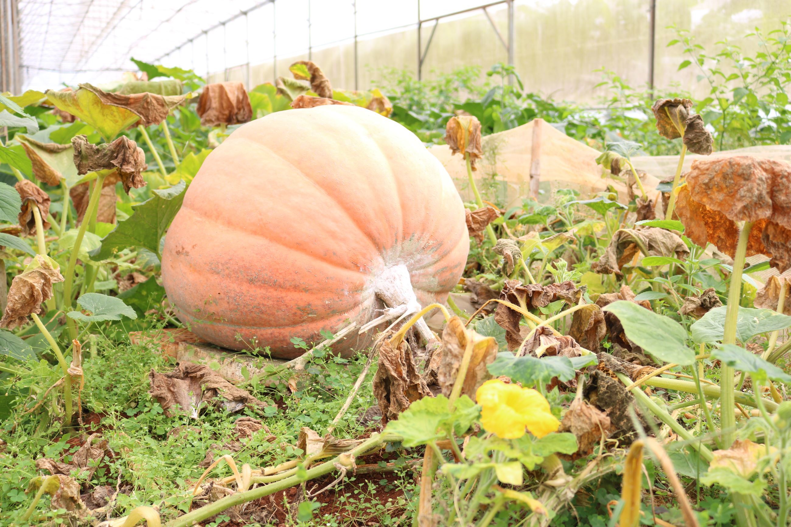 Những quả bí ngô có khối lượng khủng tại Langbiang Farm. Ảnh: Khang Nguyễn | Vietkings.