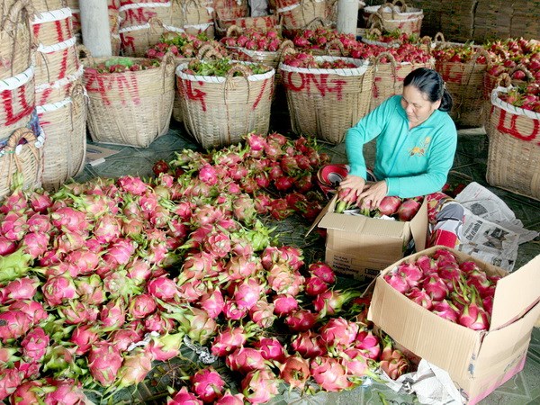 nhan bap cai gia 