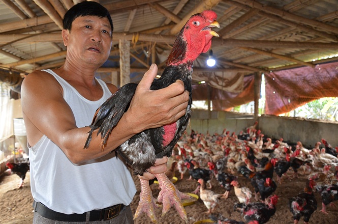 het thoi ga lai dong tao: gia da re lai e, cang nuoi cang lo nang hinh anh 1