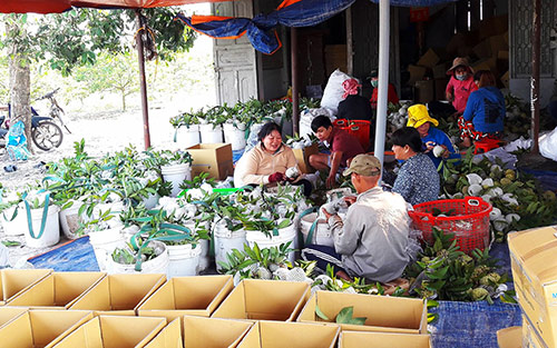 khep chuoi gia tri, mang cau tay ninh ki vong cho thu nhap nghin ti hinh anh 1