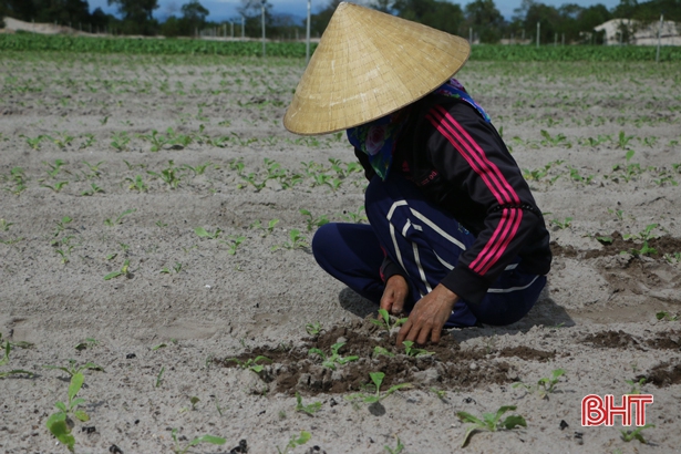 Những diện tích bị dập nát được người dân nhổ bỏ, cải tạo đất, bón phân và gieo trồng các loại rau khác.