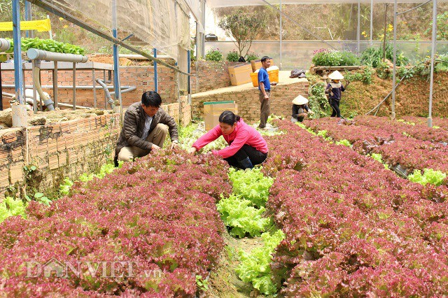 lien ket san xuat, loi nhuan gap doi, nong dan lam dong van ngai hinh anh 1