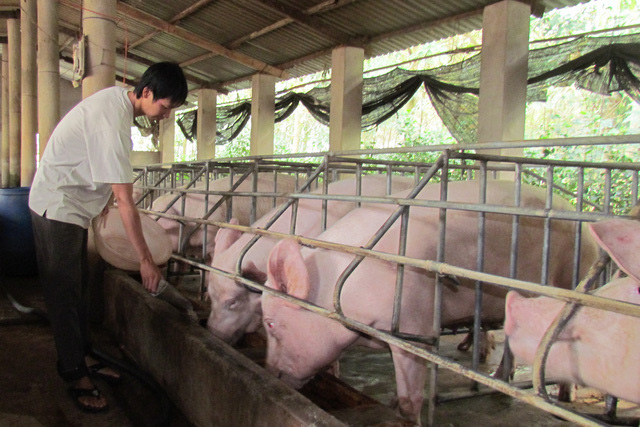 Giá thịt lợn cứ cao quá, người tiêu dùng quay lưng không ăn nữa - Ảnh 3.