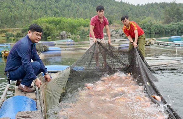 Người nuôi cá lồng bè phấn chấn chờ “hốt bạc” dịp Tết Canh Tý - Ảnh 2.