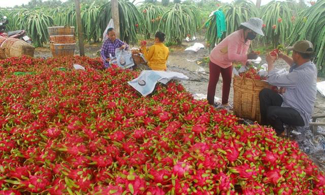 Giải quyết bài toán nông sản ùn ứ tại cửa khẩu sát Tết nguyên đán - Ảnh 2.