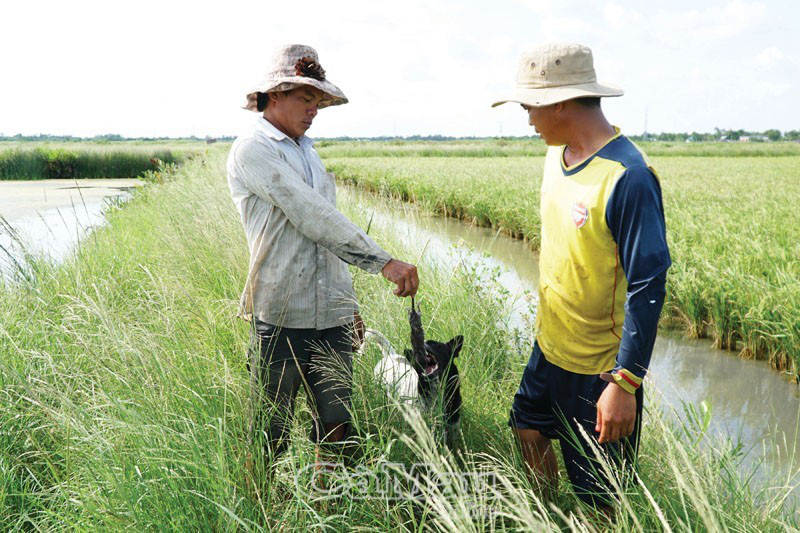 Bắt chuột đồng bằng công nghệ mới - Ảnh 5.