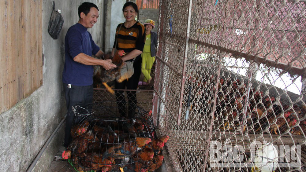 Bắc Giang: Giá gà tăng cao, đã bán hết hơn 1 triệu con gà đồi - Ảnh 3.