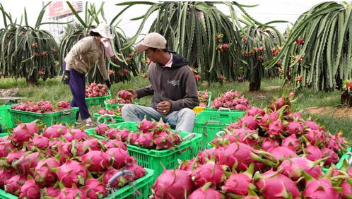 Cận Tết giá thanh long rớt thê thảm - Ảnh 1.