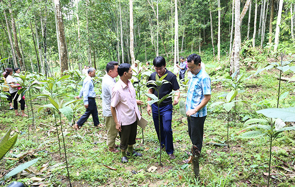 Hết thời bán từng quả trứng gà để sắm Tết nhờ trồng cây thuốc quý, giá gần nửa triệu 1kg - Ảnh 1.