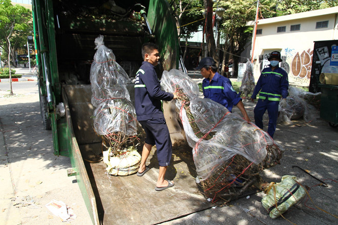 Tết Canh Tý 2020: Lại tái diễn cảnh đập bỏ hoa ngày 30 tháng chạp - Ảnh 9.