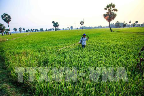 Nông nghiệp Việt Nam và mục tiêu xuất khẩu trên 43 tỷ USD - Ảnh 1.