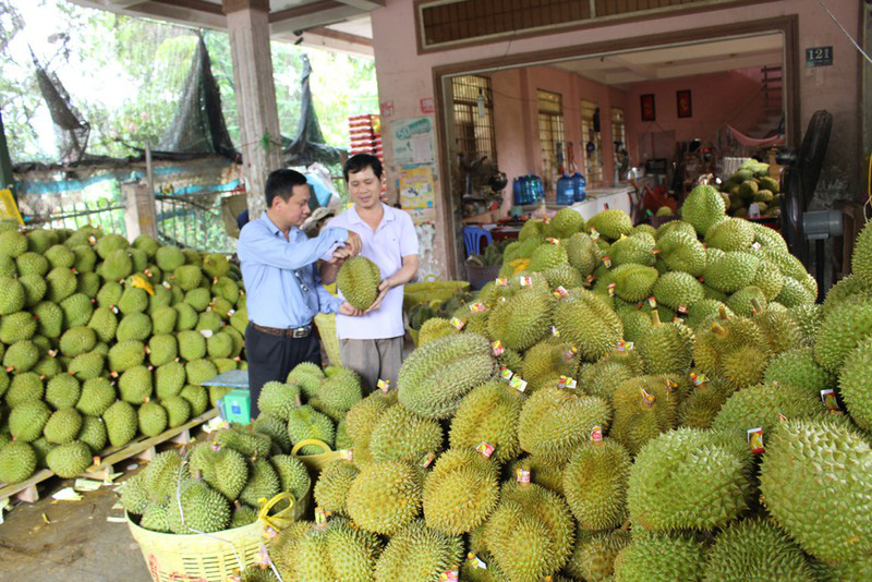 Thu tiền tỷ từ sầu riêng nghịch vụ và các loại trái cây đặc sản - Ảnh 1.