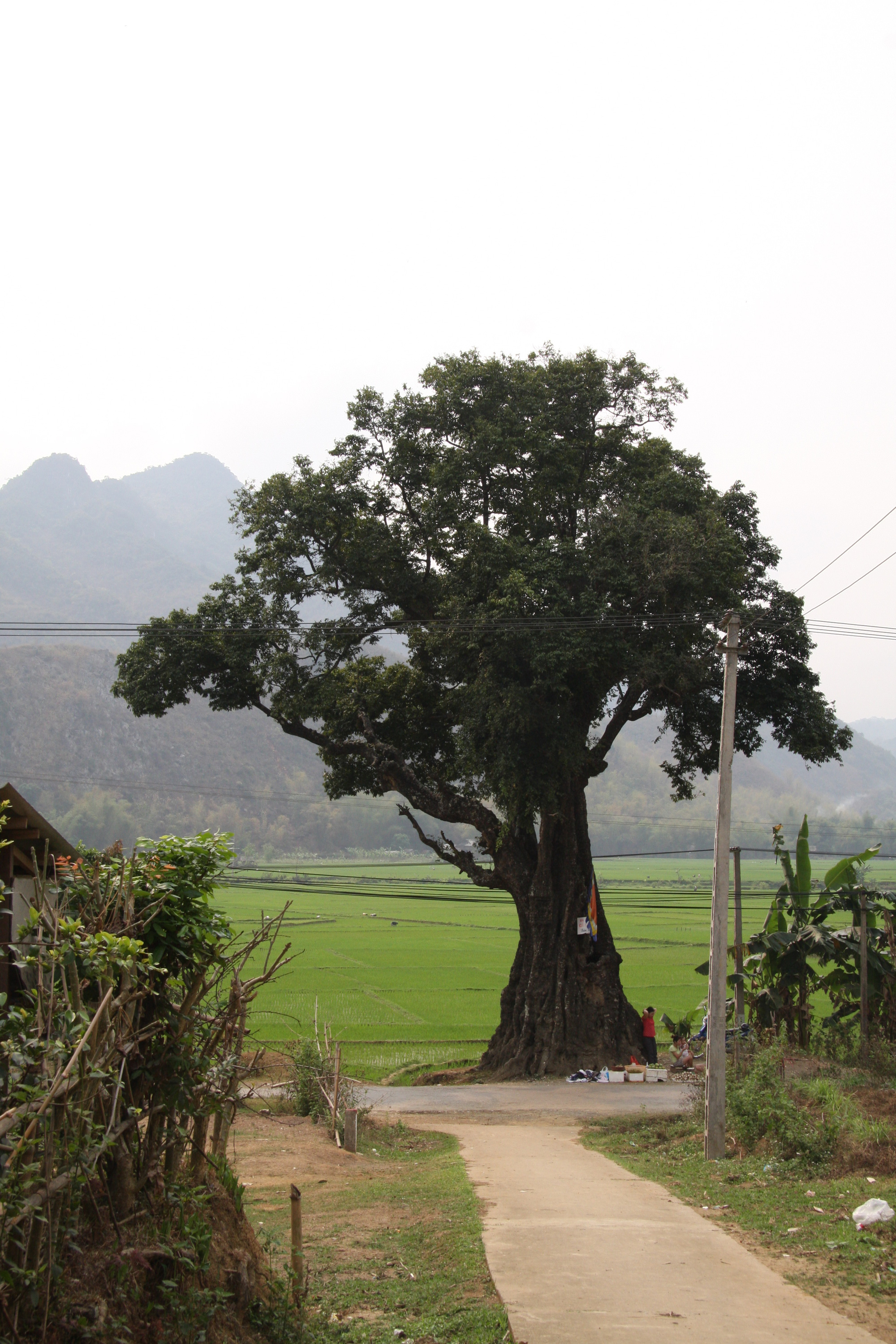 &quot;Cụ&quot; thị nghìn tuổi ở thung lũng Mai Châu  - Ảnh 1.