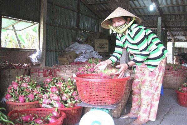 Xuất khẩu nông sản sang Trung Quốc &quot;tê liệt&quot; vì virus Corona - Ảnh 1.